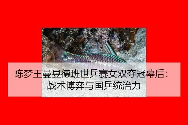陈梦王曼昱德班世乒赛女双夺冠幕后：战术博弈与国乒统治力